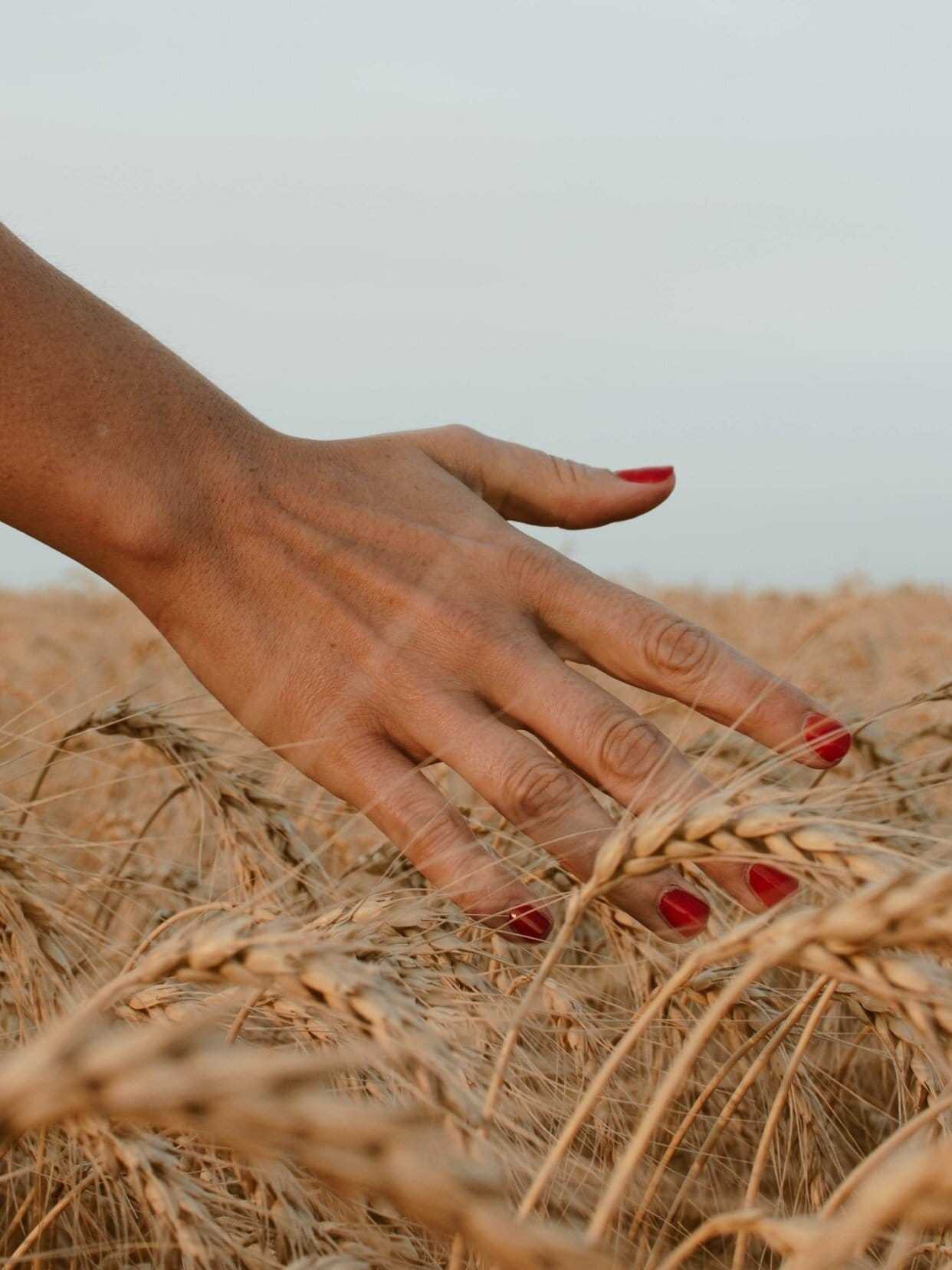 Hand with red nails gently touching golden wheat in a field.